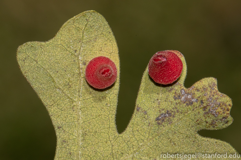 oak gall